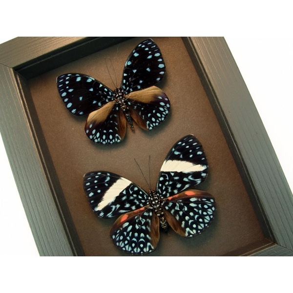 Hamadryas laodamia Pair Starry Night Butterflies moonlight display