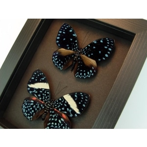 Hamadryas laodamia Pair Starry Night Butterflies Framed Taxidermy moonlight display