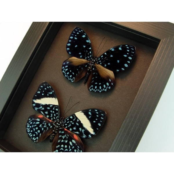 Hamadryas laodamia Pair Starry Night Butterflies Framed Taxidermy moonlight display
