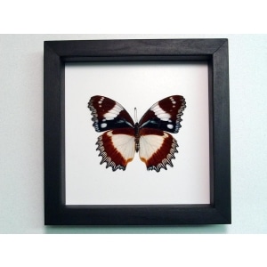 Hypolimnas dexithea Verso Madagascar Diadem Butterfly Classic Black Display