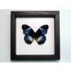 Hypolimnas salamacis Blue Diadem Butterfly Classic Black Display