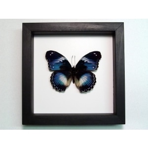 Hypolimnas salamacis Blue Diadem Butterfly Classic Black Display
