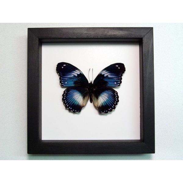 Hypolimnas salamacis Blue Diadem Butterfly Classic Black Display