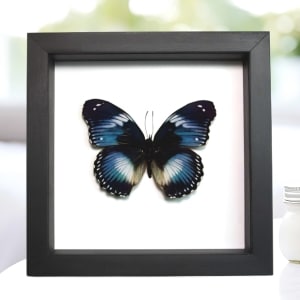 Blue Diadem African Butterfly Hypolimnas salamacis Framed Taxidermy Classic Black Display
