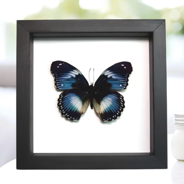Blue Diadem African Butterfly Hypolimnas salamacis Framed Taxidermy Classic Black Display