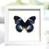 Blue Diadem Butterfly Hypolimnas salamacis Framed Vibrant White Display