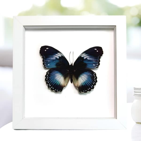 Blue Diadem Butterfly Hypolimnas salamacis Framed Vibrant White Display Blue Diadem Butterfly Hypolimnas salamacis Framed Vibrant White Display