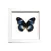 Blue Diadem Butterfly Hypolimnas salamacis Framed Vibrant White Display
