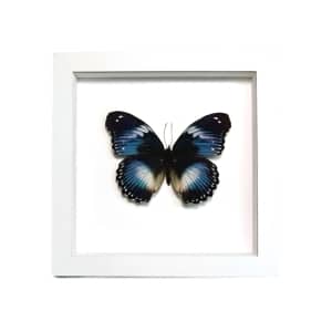 Blue Diadem Butterfly Hypolimnas salamacis Framed Vibrant White Display