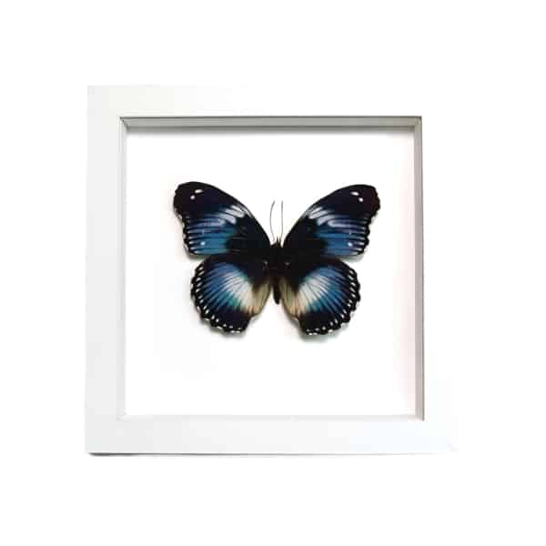 Blue Diadem Butterfly Hypolimnas salamacis Framed Vibrant White Display