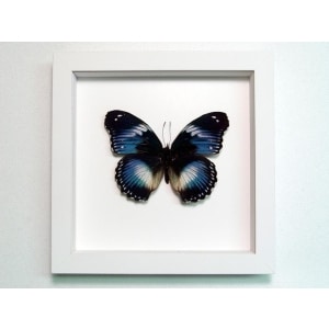 Hypolimnas salamacis Blue Diadem Butterfly Vibrant White Display