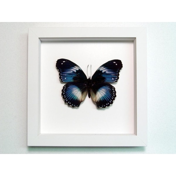 Hypolimnas salamacis Blue Diadem Butterfly Vibrant White Display