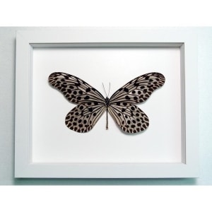 Idea lynceus Spotted Rice Paper Butterfly Vibrant White Display