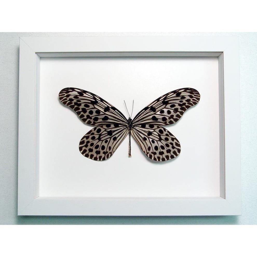 Idea lynceus Spotted Rice Paper Butterfly Vibrant White Display Idea lynceus Spotted Rice Paper Butterfly Vibrant White Display