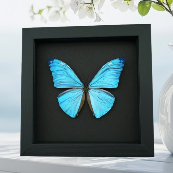 Blue Morpho adonis Butterfly Real Framed Taxidermy Moonlight Display