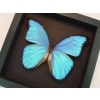 Framed Butterfly Blue Morpho menelaus alexandrovna Taxidermy Moonlight Display