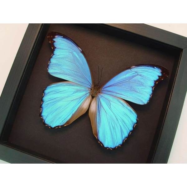Framed Butterfly Blue Morpho menelaus alexandrovna Taxidermy Moonlight Display