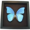 Framed Butterfly Blue Morpho menelaus alexandrovna Taxidermy Moonlight Display