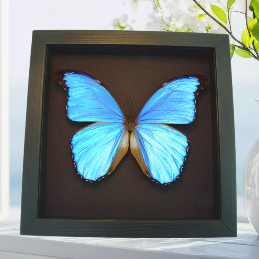 Framed Butterfly Blue Morpho menelaus alexandrovna Taxidermy Moonlight Display