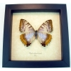 Mother Of Pearl Butterfly Morpho sulkowski Female Framed Taxidermy Display