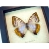 Mother Of Pearl Butterfly Morpho sulkowski Female Framed Taxidermy Display