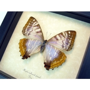 Mother Of Pearl Butterfly Morpho sulkowski Female Framed Taxidermy Display