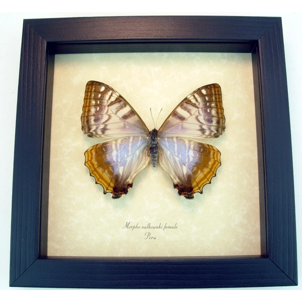 Mother Of Pearl Butterfly Morpho sulkowski Female Framed Taxidermy Display