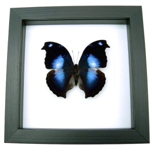 Napeocles jucunda Blue Hatchet wing Framed Butterfly Classic Black Display