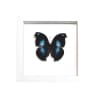 Napeocles jucunda Blue Hatchet Wing Butterfly Framed Taxidermy Vibrant White Display