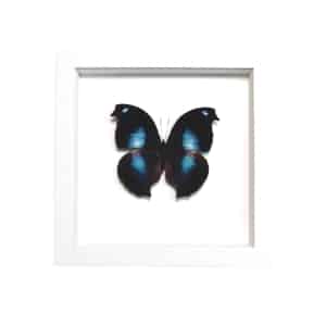 Napeocles jucunda Blue Hatchet Wing Butterfly Framed Taxidermy Vibrant White Display