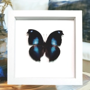 Napeocles jucunda Blue Hatchet Wing Butterfly Framed Taxidermy Vibrant White Display