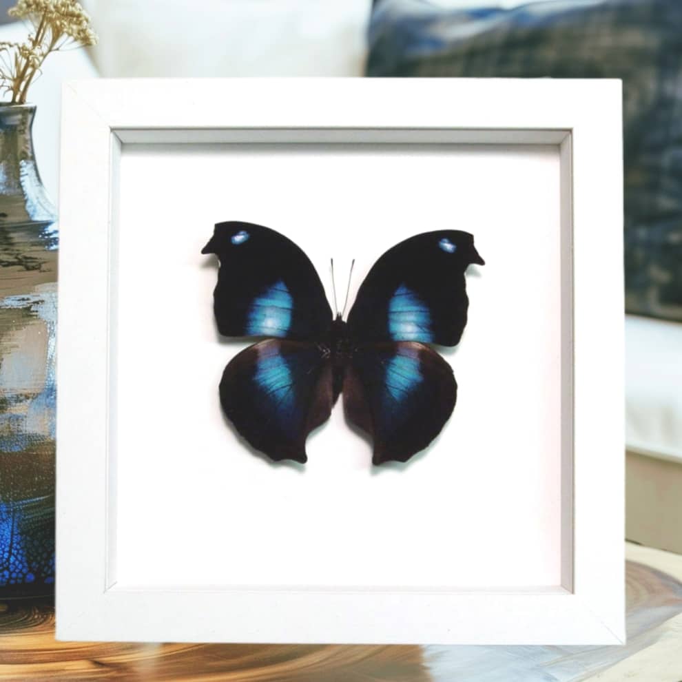 Napeocles jucunda Blue Hatchet Wing Butterfly Framed Taxidermy Vibrant White Display Napeocles jucunda Blue Hatchet Wing Butterfly Framed Taxidermy Vibrant White Display