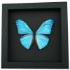 Blue Morpho adonis Butterfly Real Framed Taxidermy Moonlight Display