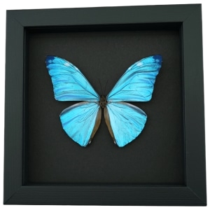 Blue Morpho adonis Butterfly Real Framed Taxidermy Moonlight Display
