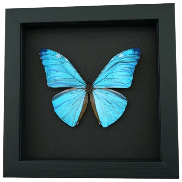 Blue Morpho adonis Butterfly Real Framed Taxidermy Moonlight Display