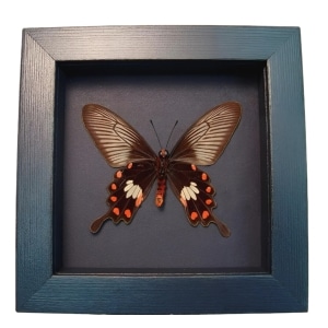 Common Rose Butterfly Pachliopta aristolochile Framed Moonlight Display