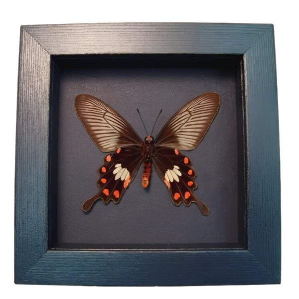 Common Rose Butterfly Pachliopta aristolochile Framed Moonlight Display