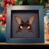 Common Rose Butterfly Pachliopta aristolochile Framed Moonlight Display