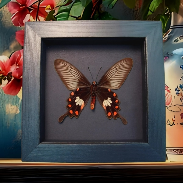 Common Rose Butterfly Pachliopta aristolochile Framed Moonlight Display