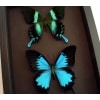 Swallowtail Butterflies Set Framed Butterfly Collection Moonlight Display