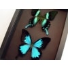 Swallowtail Butterflies Set Framed Butterfly Collection Moonlight Display