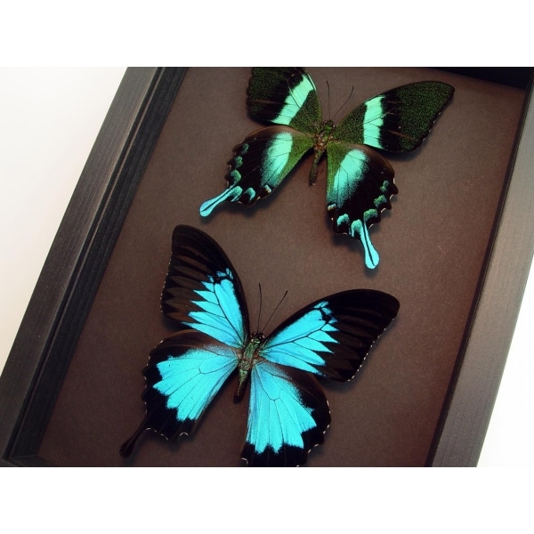 Swallowtail Butterflies Set Framed Butterfly Collection Moonlight Display