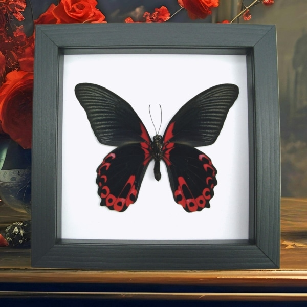 Papilio rumanzovia verso Scarlet Mormon Butterfly Classic Black Display Framed Taxidermy