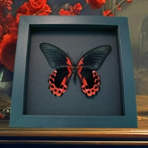 Papilio rumanzovia verso Scarlet Mormon Butterfly Moonlight Display Framed Taxidermy