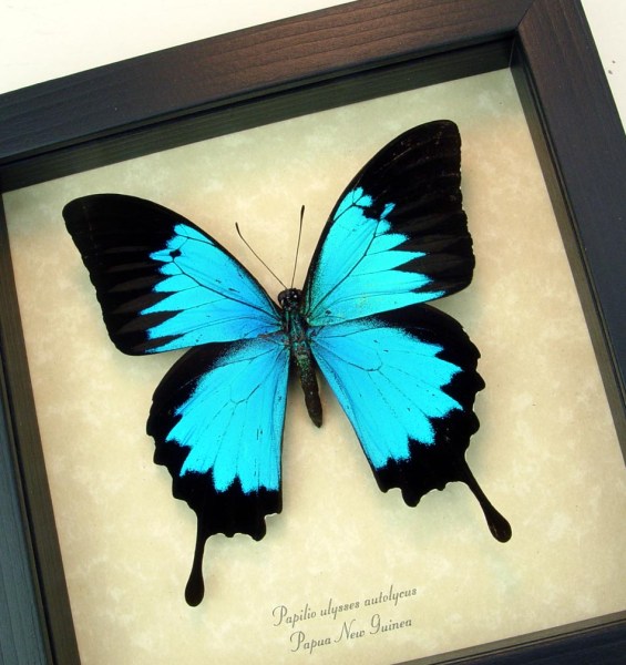 Blue Mountain Swallowtail Framed Butterfly Papilio ulysses autolycus