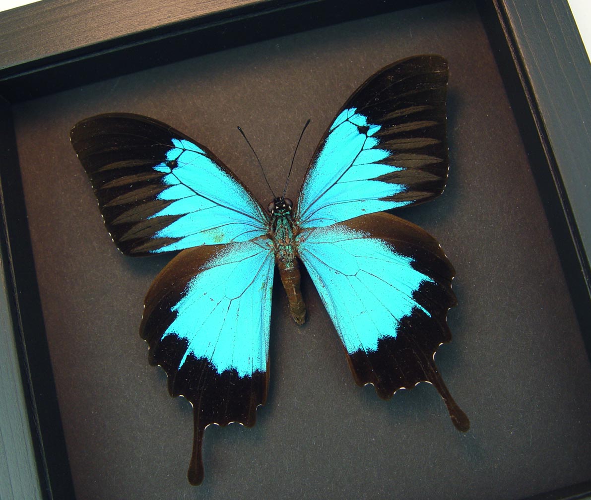 Papilio ulysses autolycus Blue Mountain Swallowtail Framed Butterflies