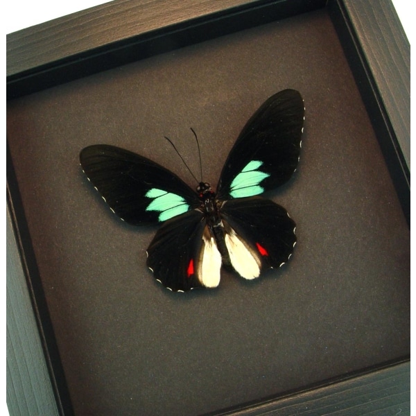 Parides sesostris Emerald Patched Butterfly Framed Taxidermy Moonlight Display