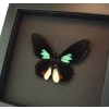 Parides sesostris Emerald Patched Butterfly Framed Taxidermy Moonlight Display