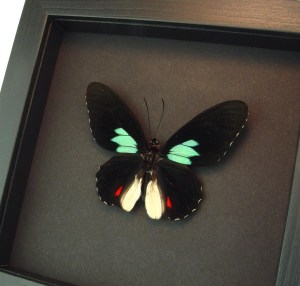 Parides sesostris Emerald Patched Butterfly Framed Taxidermy Moonlight Display
