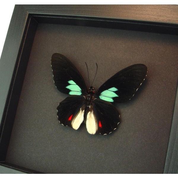 Parides sesostris Emerald Patched Butterfly Framed Taxidermy Moonlight Display